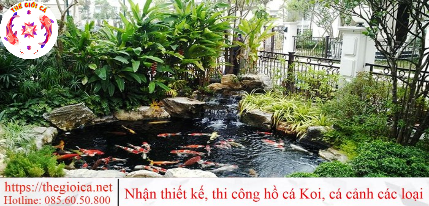 Hinh Anh Ho Ca Koi Dep